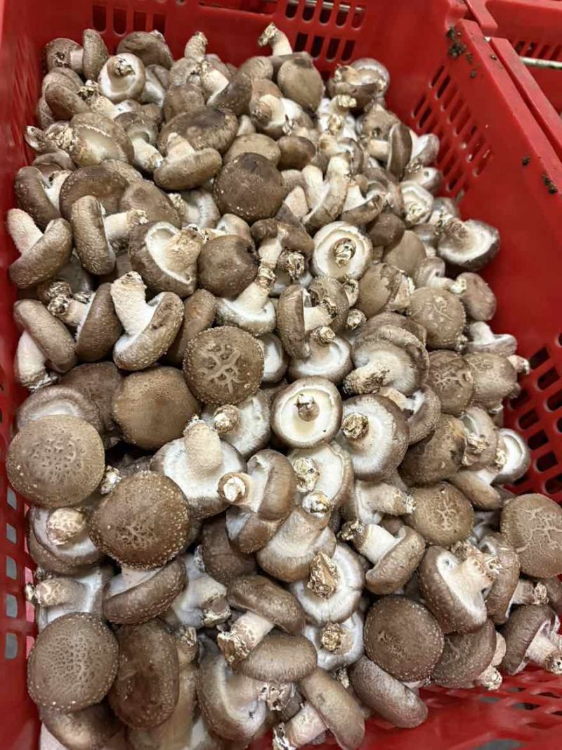 香菇