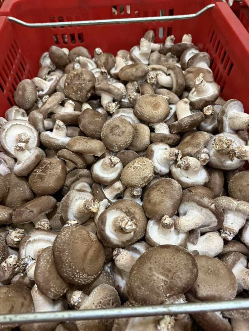 香菇