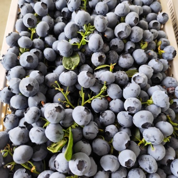 山东优质蓝莓