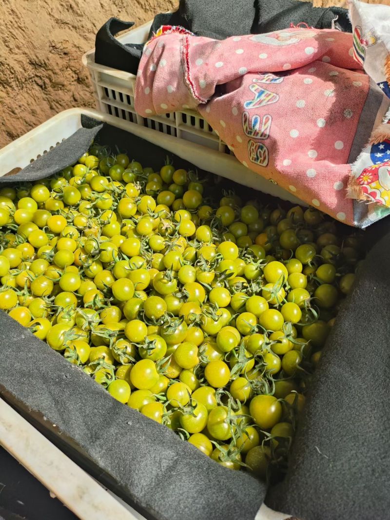 青甜小番茄，香甜爆汁，熟度高