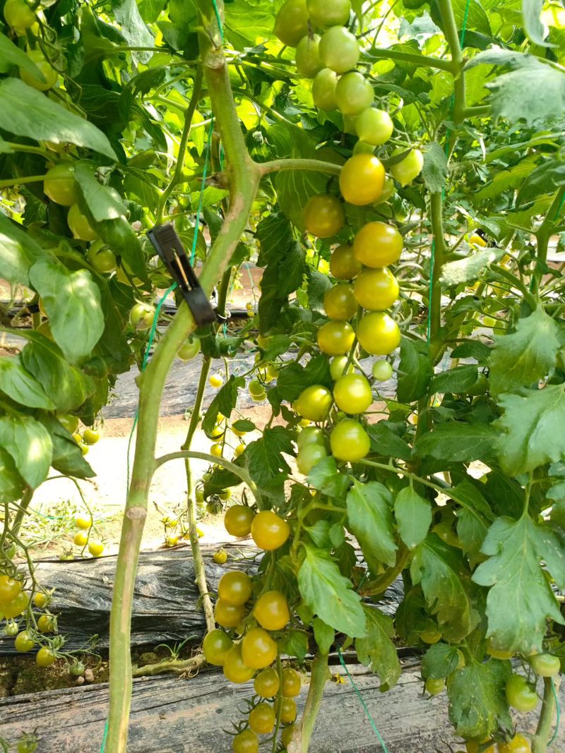 青甜小番茄，香甜爆汁，熟度高