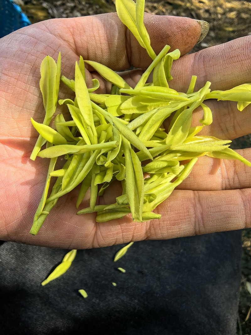 茶叶