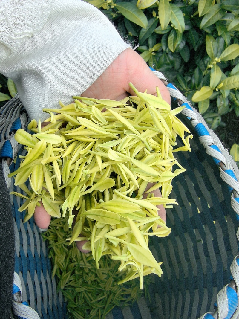 茶叶