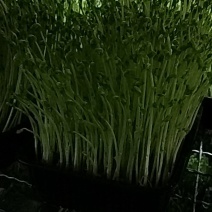 绿色健康不打药不上化肥涮火锅炒菜包饺子活体豌豆芽苗菜