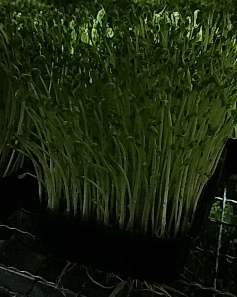 不打药不上化肥涮火锅炒菜包饺子活体豌豆芽苗菜