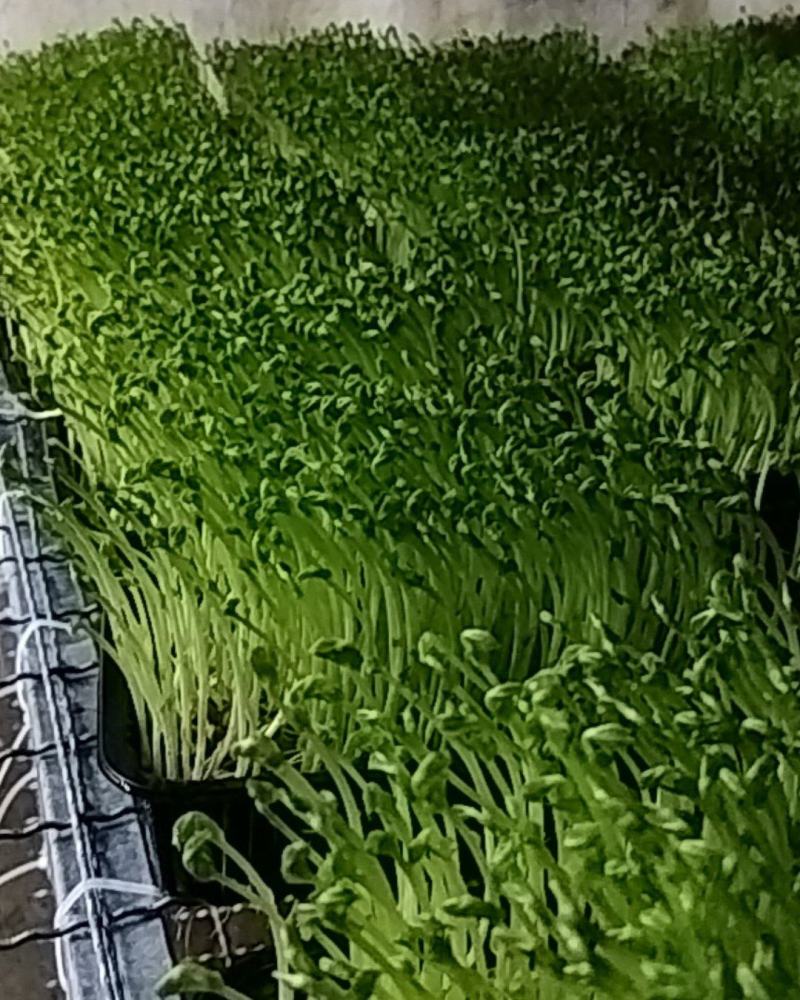 不打药不上化肥涮火锅炒菜包饺子活体豌豆芽苗菜