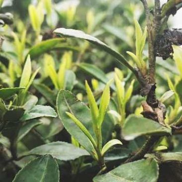 农村手工茶叶