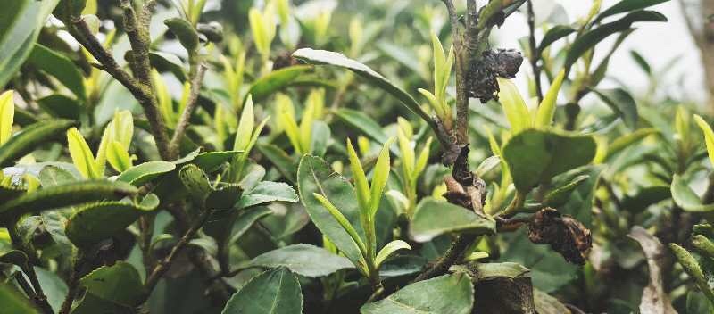 农村手工茶叶