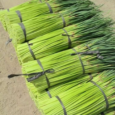 河南蒜苔大量有货欢迎采购商前来选购价格便宜品质保证