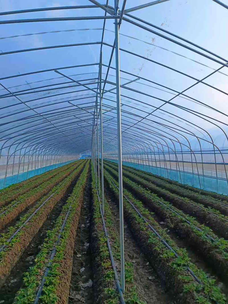 种植大棚大棚骨架温室大棚蔬菜大棚测量安装春秋棚