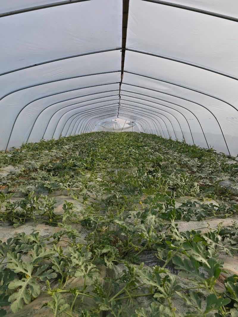 种植大棚大棚骨架温室大棚蔬菜大棚测量安装春秋棚