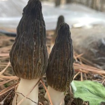 新鲜羊肚菌
