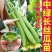 丝瓜苗可以出货了一件也是批发价