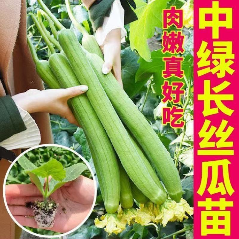 丝瓜苗可以出货了一件也是批发价
