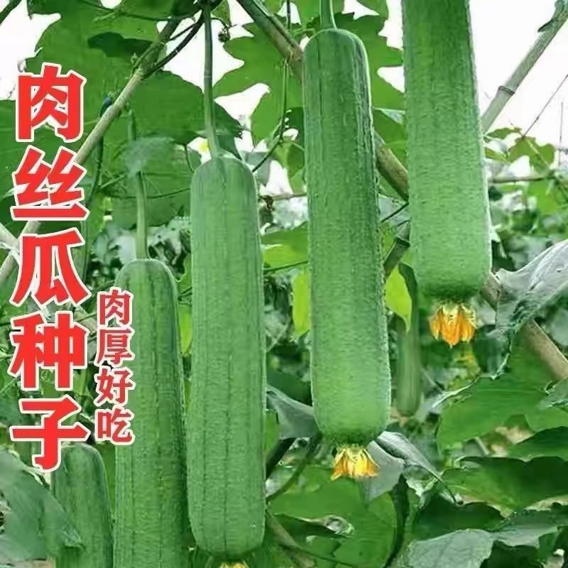 丝瓜苗可以出货了一件也是批发价
