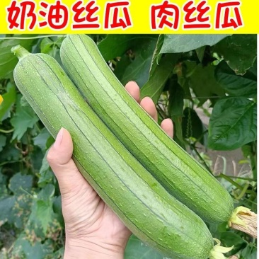 丝瓜苗可以出货了一件也是批发价
