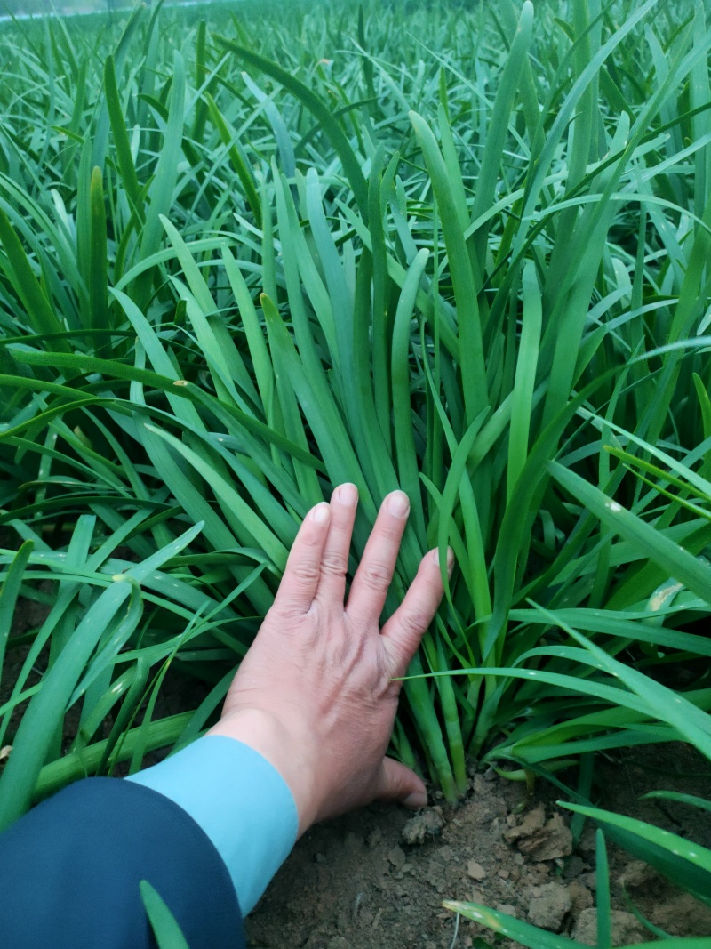 头刀露天韭菜