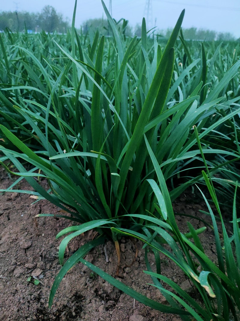 头刀露天韭菜