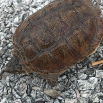 鳄龟