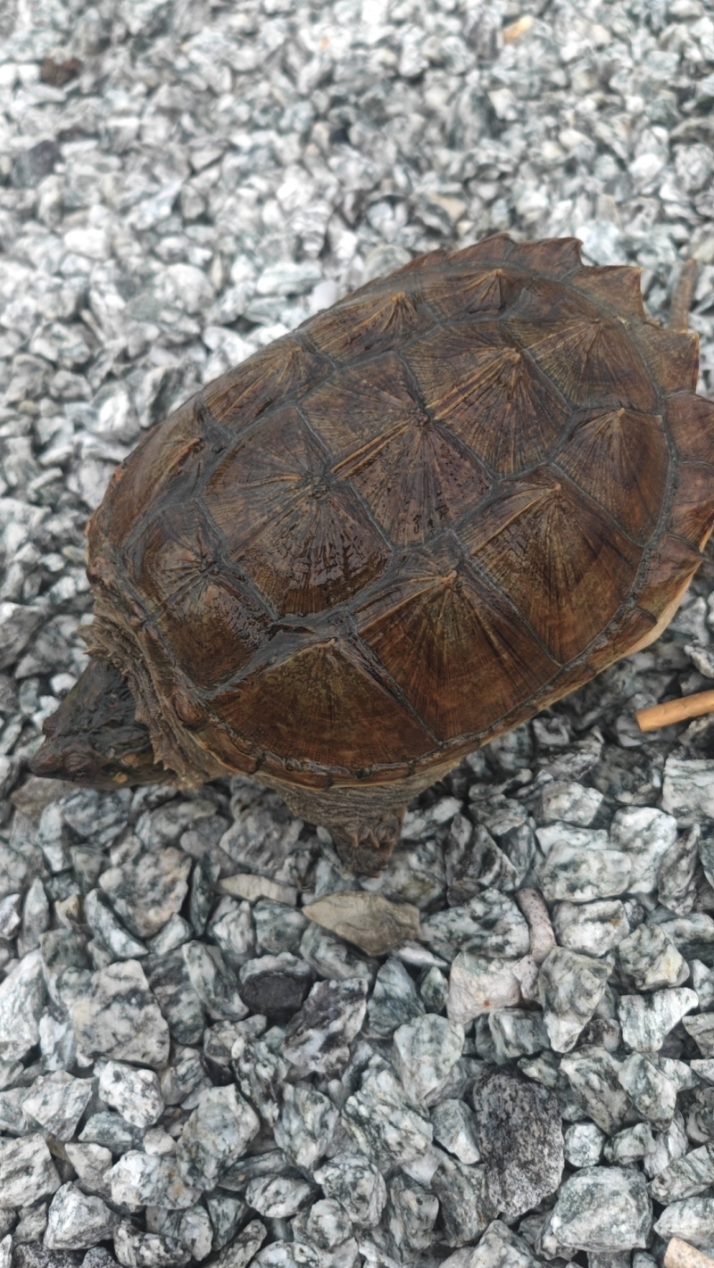 鳄龟