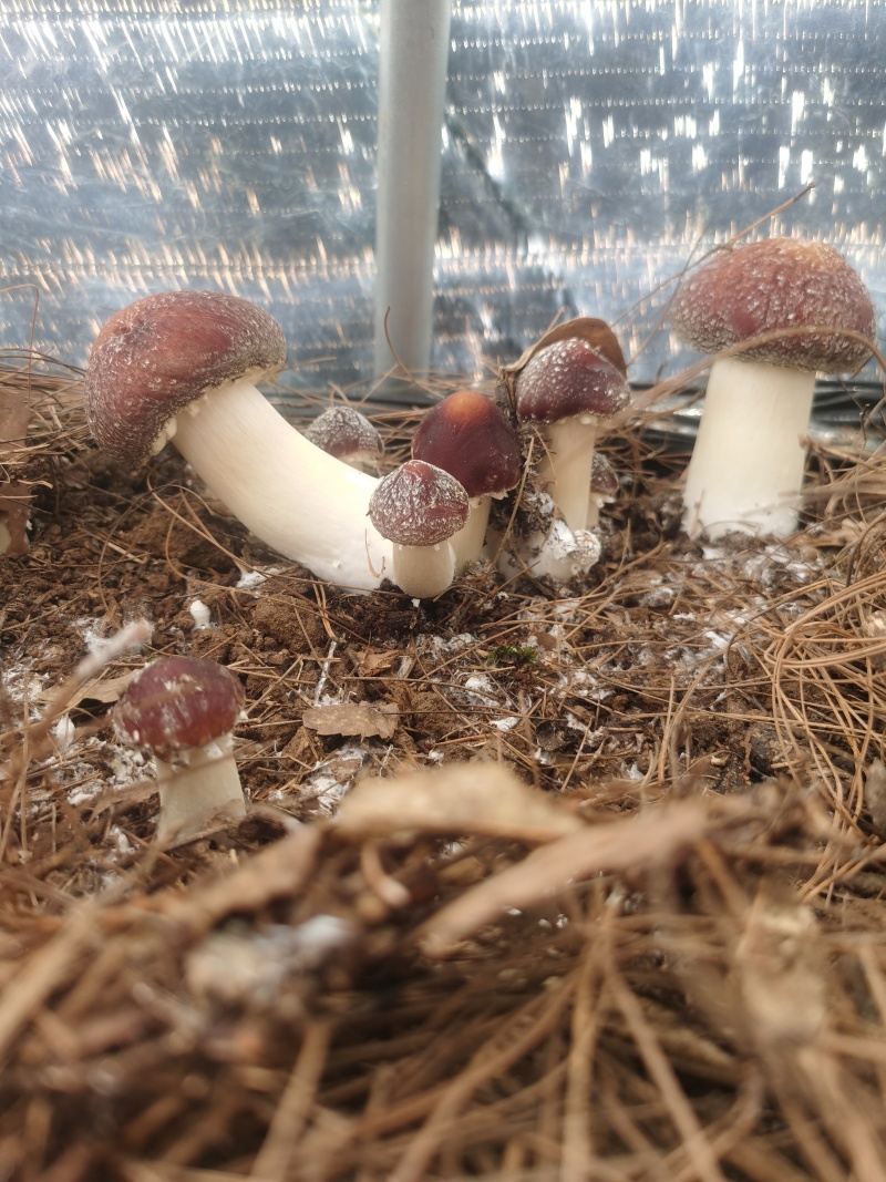 云南新鲜赤松茸现采现发产地直供