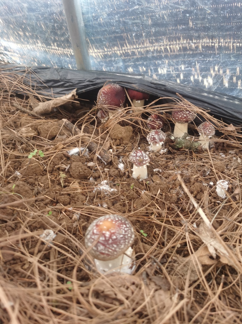 云南新鲜赤松茸现采现发产地直供