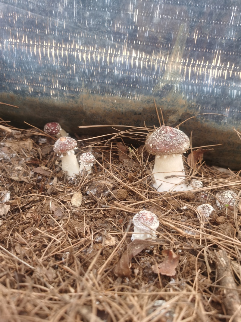 云南新鲜赤松茸现采现发产地直供