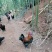 跑山鸡，乌骨鸡