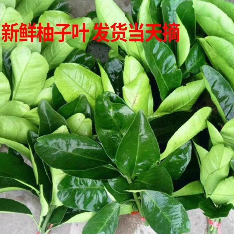 柚子叶