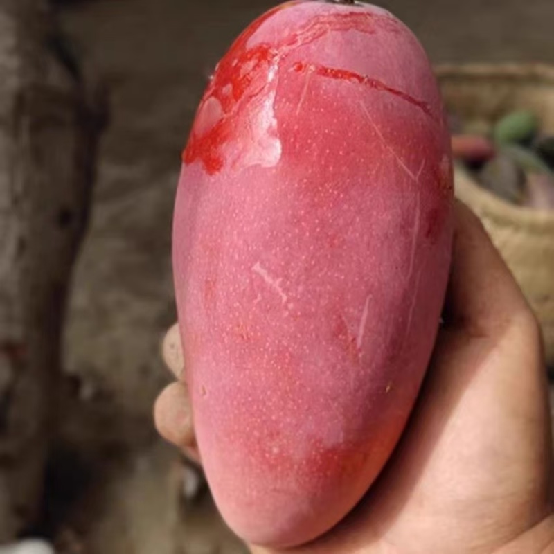 大凉山贵妃芒果