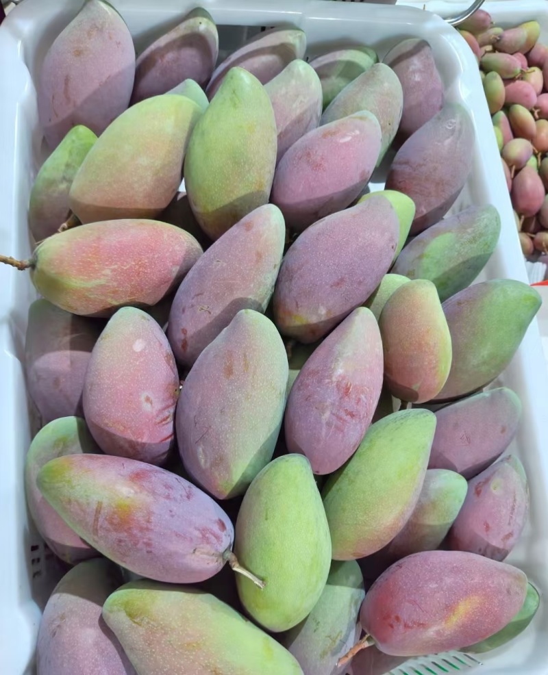 大凉山贵妃芒果