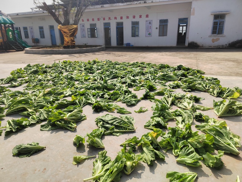 生态菜干无化学农药