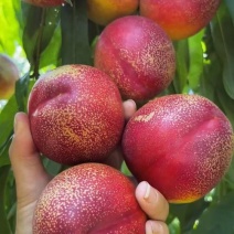 精品花脸油四
