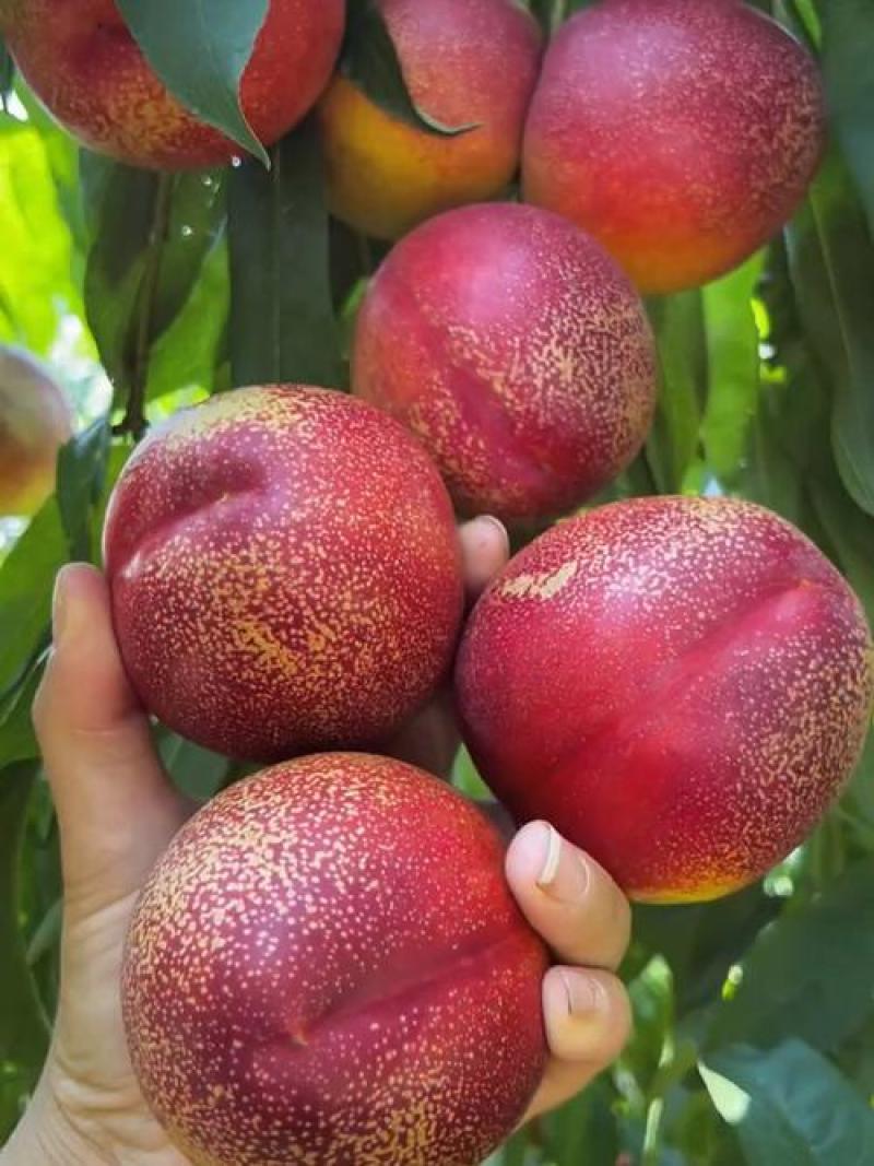 精品花脸油四