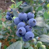 大连L25花香蓝莓