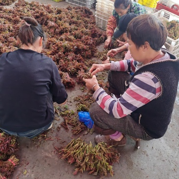 大竹红油6号香椿芽