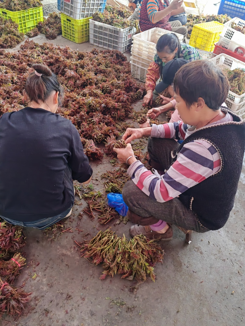 大竹红油6号香椿芽