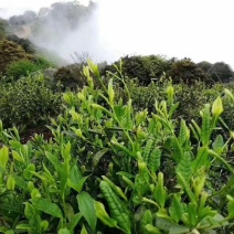 高山云雾茶