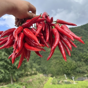 龙胜龙脊干辣椒