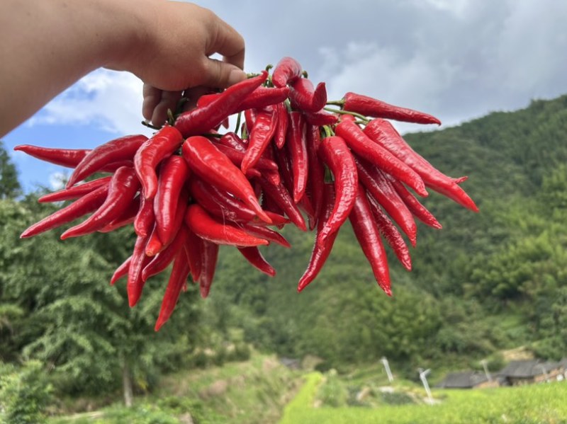 龙胜龙脊干辣椒