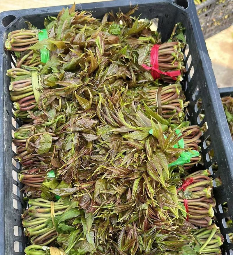 沂蒙山鲜香椿芽上市。