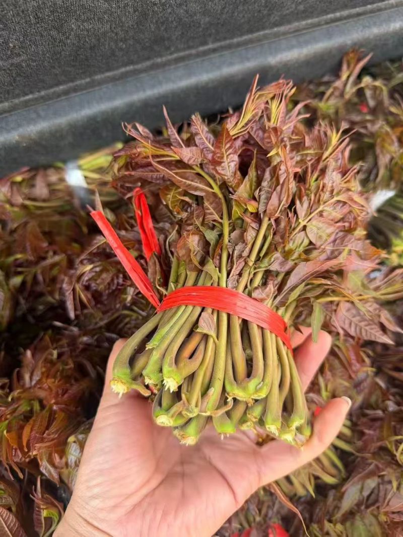 沂蒙山鲜香椿芽上市。