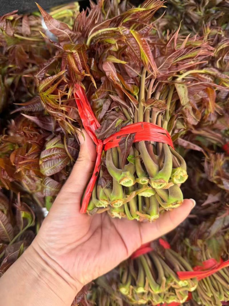 沂蒙山鲜香椿芽上市。