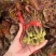 沂蒙山鲜香椿芽上市。
