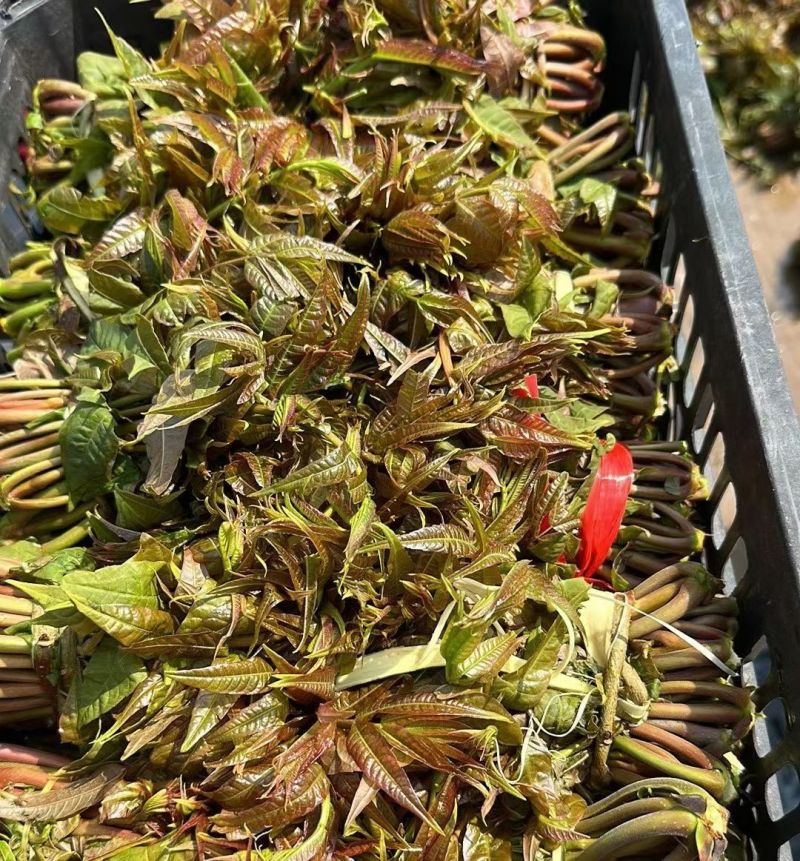 沂蒙山鲜香椿芽上市。