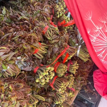 沂蒙山鲜香椿芽上市。