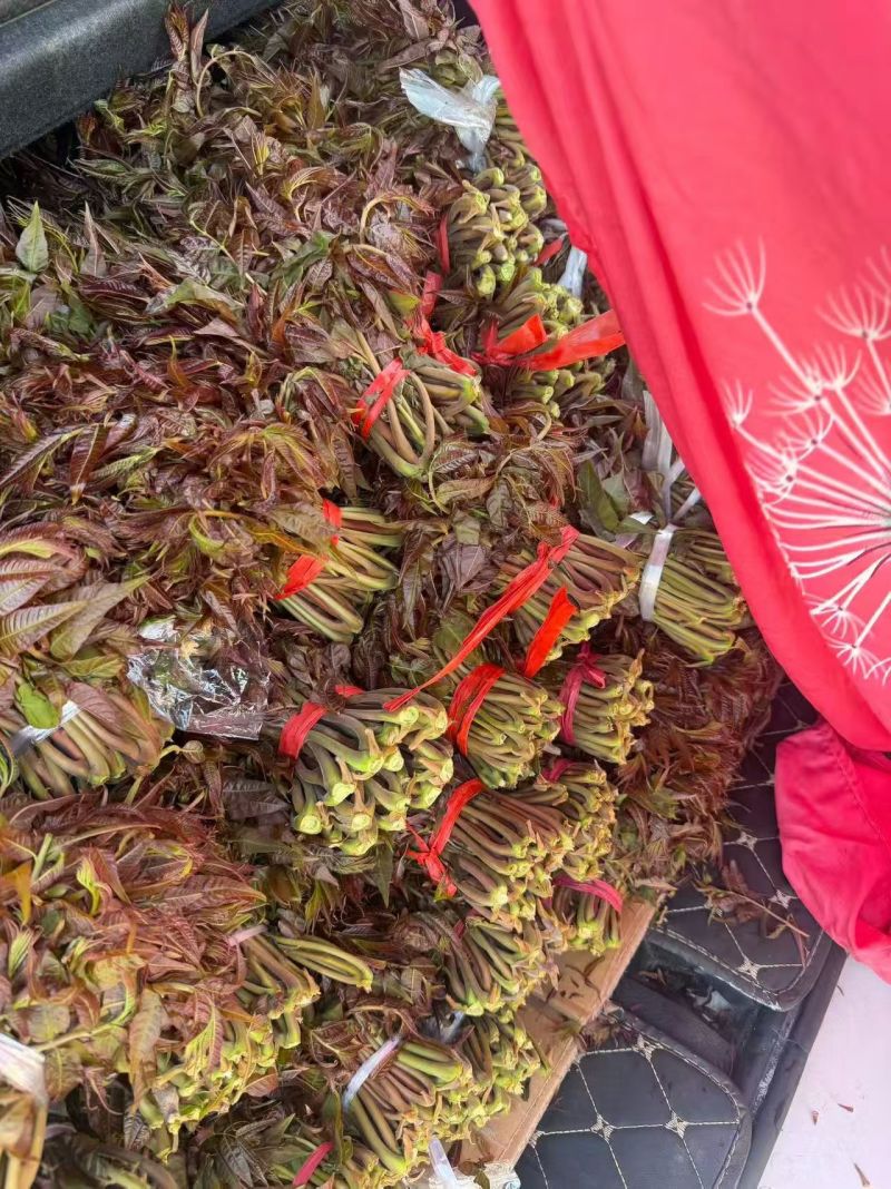 沂蒙山鲜香椿芽上市。