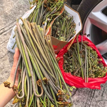 贵州野蕨菜