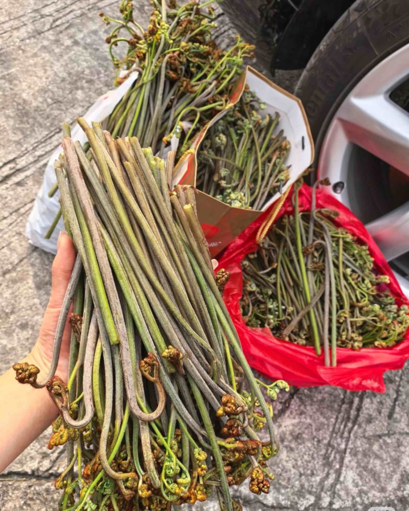 贵州野蕨菜