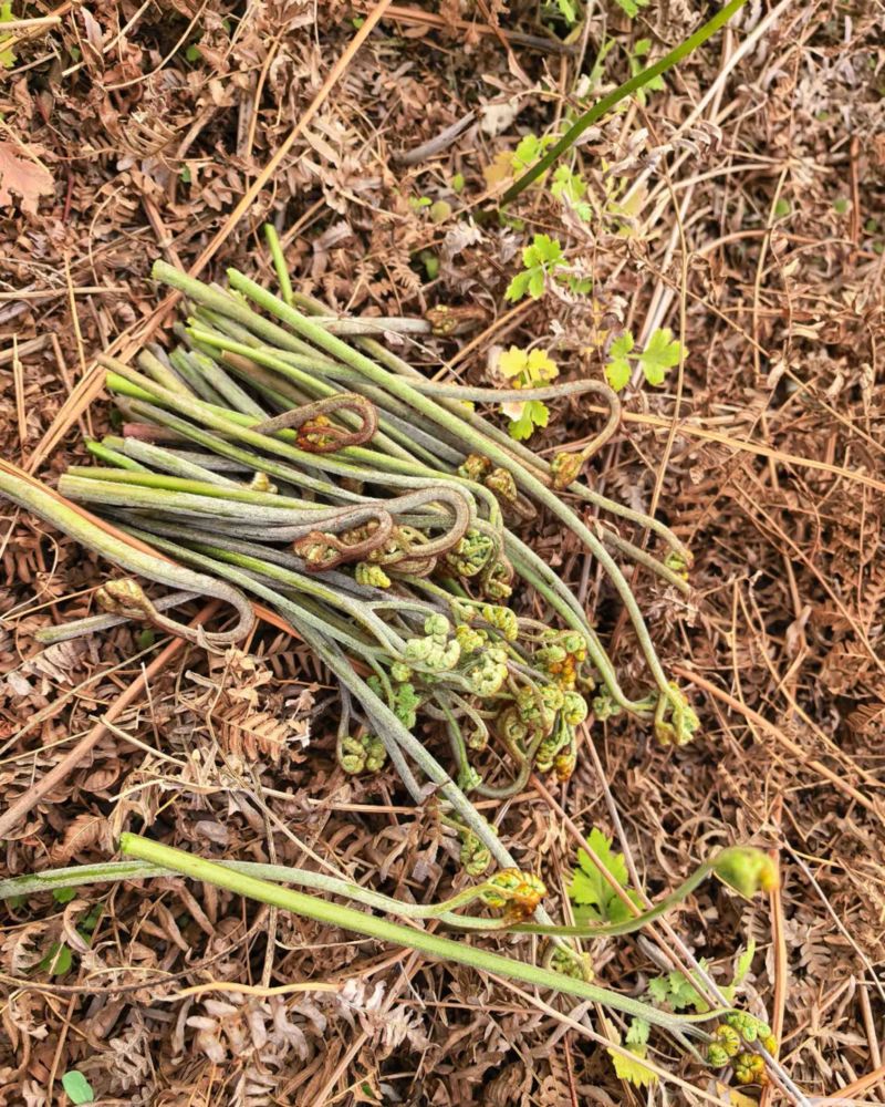 贵州野蕨菜